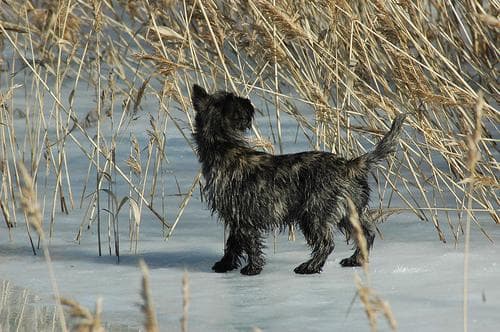 Cairn Terrier