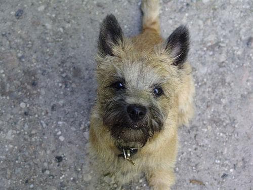 Cairn Terrier