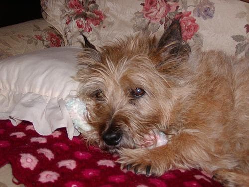 Cairn Terrier