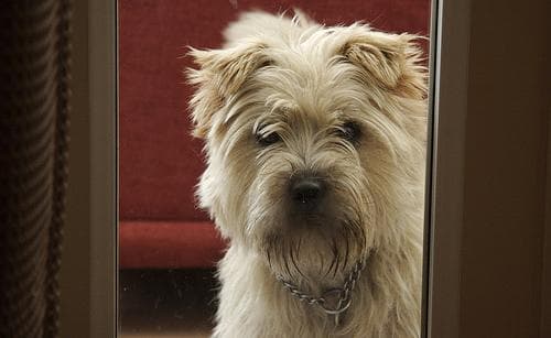 Cairn Terrier