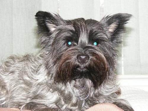 terrier