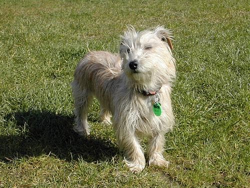 Cairn Terrier
