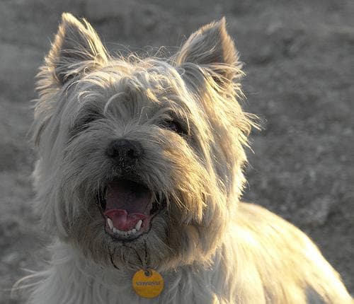 Cairn Terrier