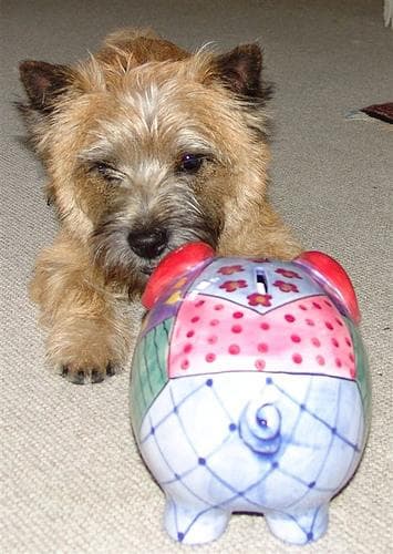 Cairn Terrier