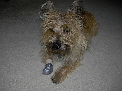 Cairn Terrier