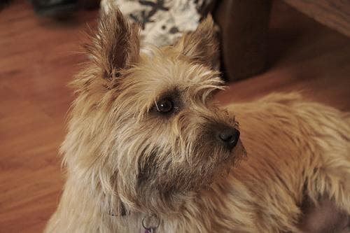 Cairn Terrier