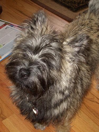 Cairn Terrier