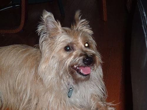 Cairn Terrier