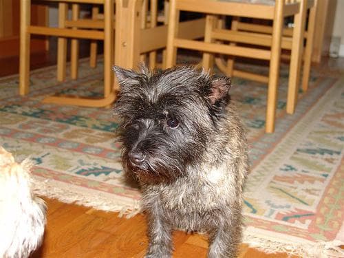 Cairn Terrier