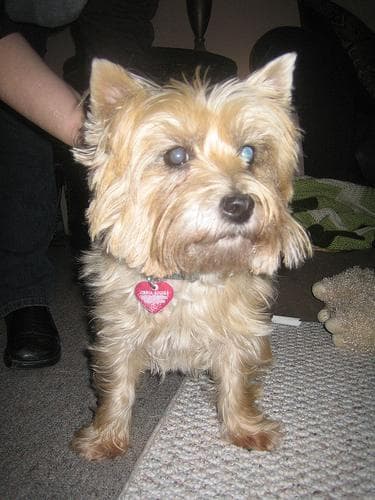 terrier