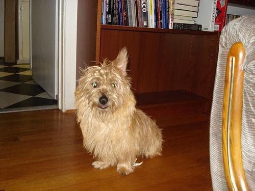 Cairn Terrier