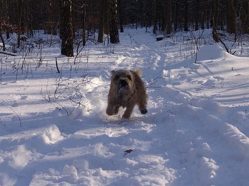 Cairn Terrier