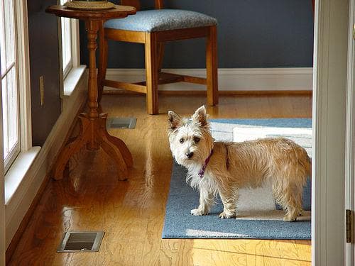 Cairn Terrier