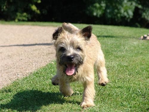 Cairn Terrier