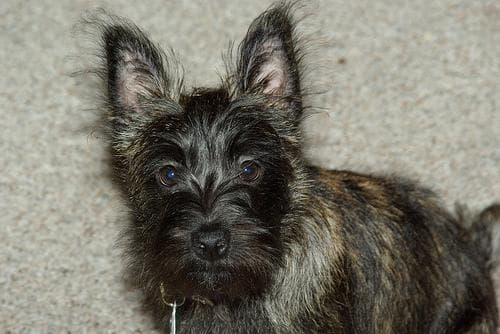 Cairn Terrier
