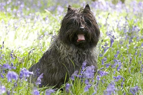 Cairn Terrier
