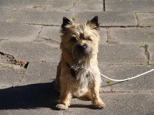 Cairn Terrier