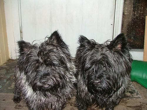 Cairn Terrier