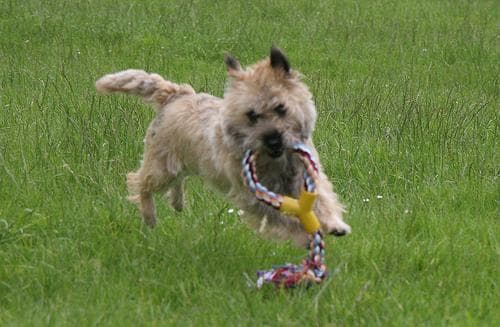 Cairn Terrier