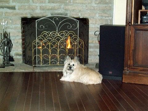 Cairn Terrier