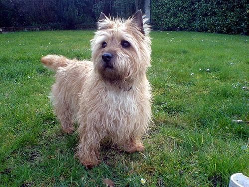 Cairn Terrier
