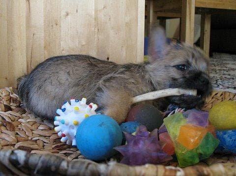 terrier