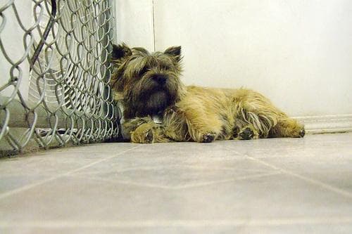 Cairn Terrier