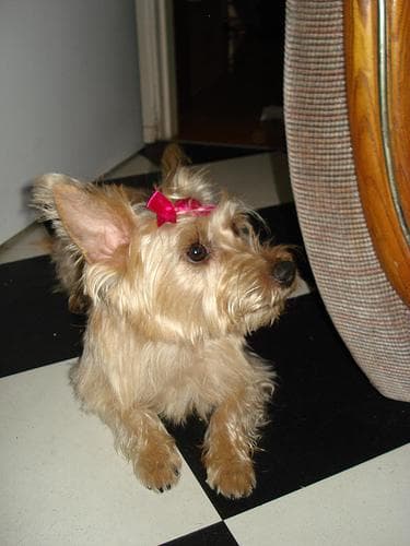 Cairn Terrier