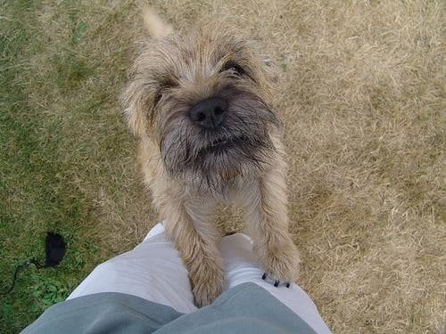 Cairn Terrier