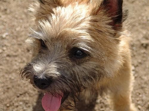 terrier