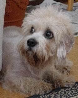 terrier