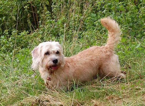 Dandie Terrier