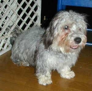 Dandie Terrier