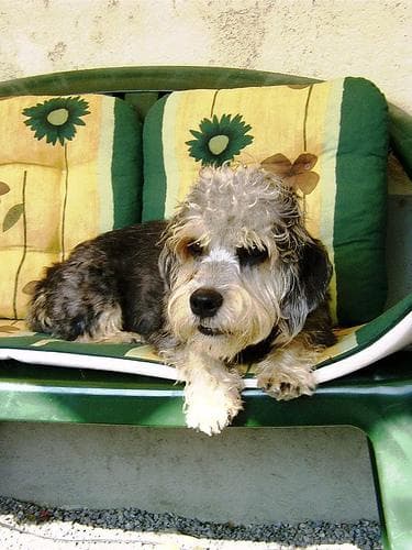 terrier