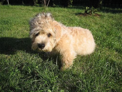 Dandie Terrier