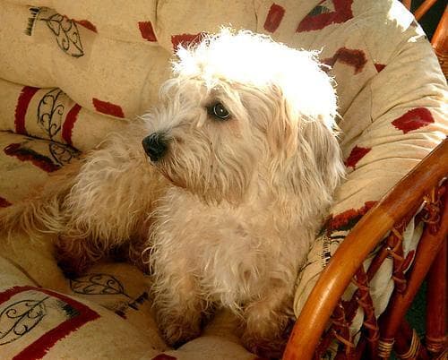 Dandie Terrier