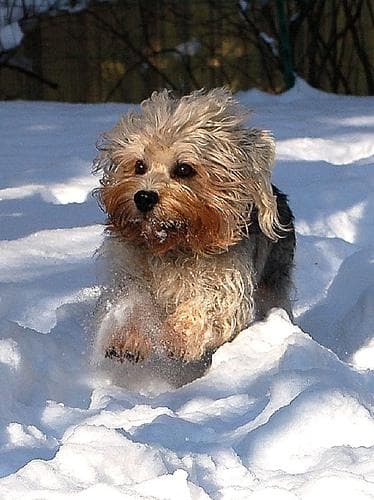 Dandie Terrier