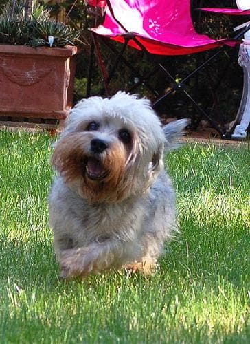 Dandie Terrier