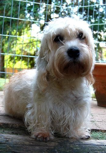 Dandie Terrier