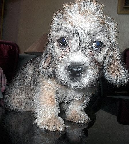 Dandie Terrier