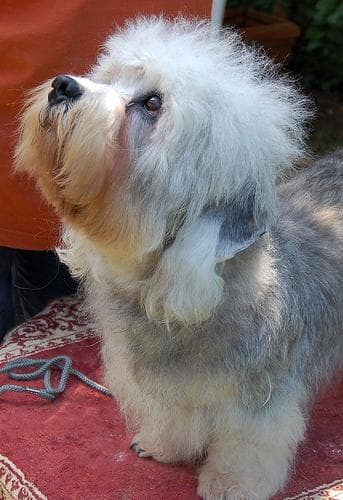 Dandie Terrier