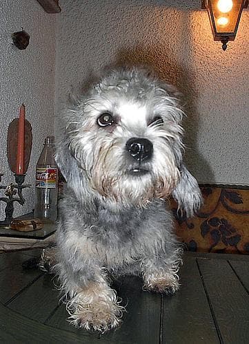 Dandie Terrier