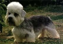 Dandie Terrier