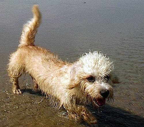 Dandie Terrier