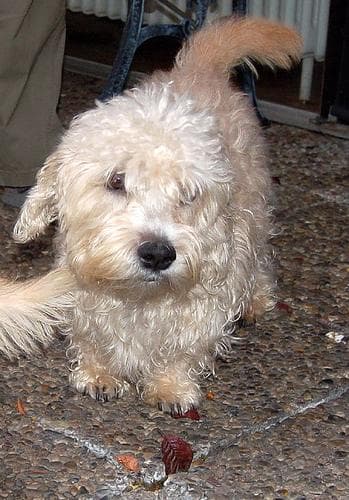Dandie Terrier