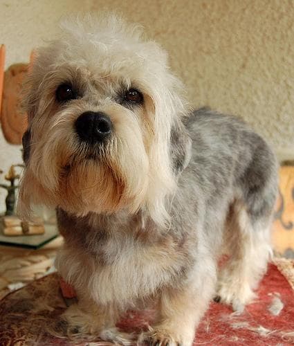 Dandie Terrier
