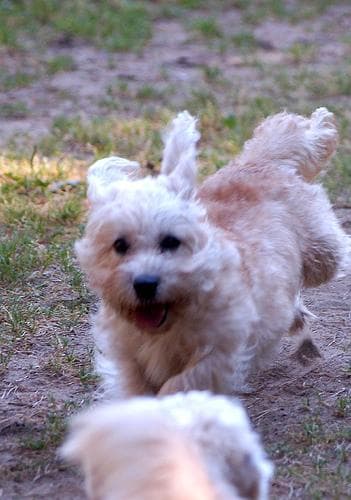 Dandie Terrier