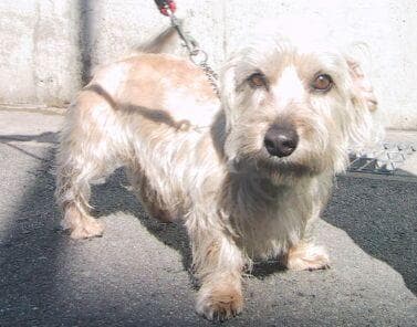 Dandie Terrier