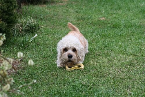 Dandie Terrier