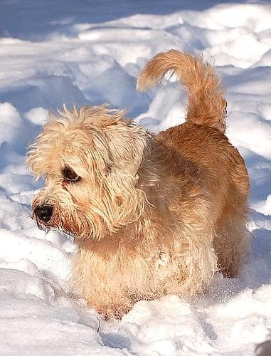 Dandie Terrier